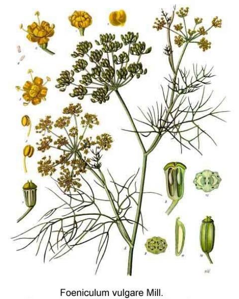 Foeniculum vulgare