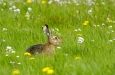 Wildhase, Feldhase