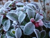 Gaultheria procumbens