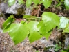 Betula pendula