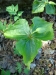 Trillium erectum