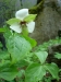 Trillium erectum