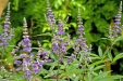 Vitex agnus-castus