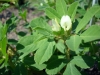 Trigonella foenum-graecum