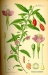 Lycium chinensis