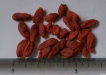 Lycium chinensis