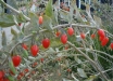 Lycium chinensis