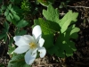 Sanguinaria canadensis