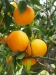 Citrus aurantium