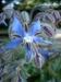 Borago officinalis