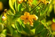 Senna cassia