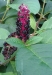 Phytolacca americana