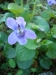 Viola odorata