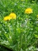 Taraxacum officinale