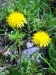 Taraxacum officinale