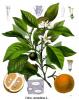 Citrus aurantium