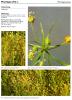 Plantago afra
