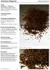 Plantago afra