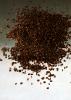 Plantago afra