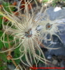 Pulsatilla vulgaris