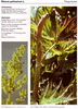 Rheum officinale