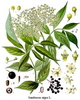 Sambucus nigra