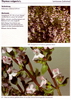 Thymus vulgaris