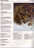 Thymus vulgaris
