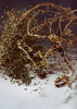 Thymus vulgaris