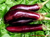 Aubergine