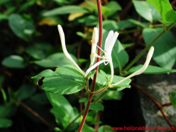 Therapeutika - Lonicera caprifolium