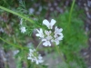 Coriandrum sativum