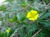 Potentilla erecta