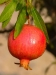 Punica granatum