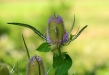 Dipsacus silvestris