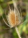 Dipsacus silvestris