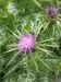 Silybum marianum