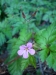 Geranium robertianum