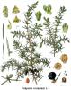 Juniperus communis