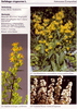 Solidago virgaurea