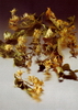 Solidago virgaurea