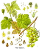 Vitis vinifera