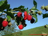 Rubus idaeus